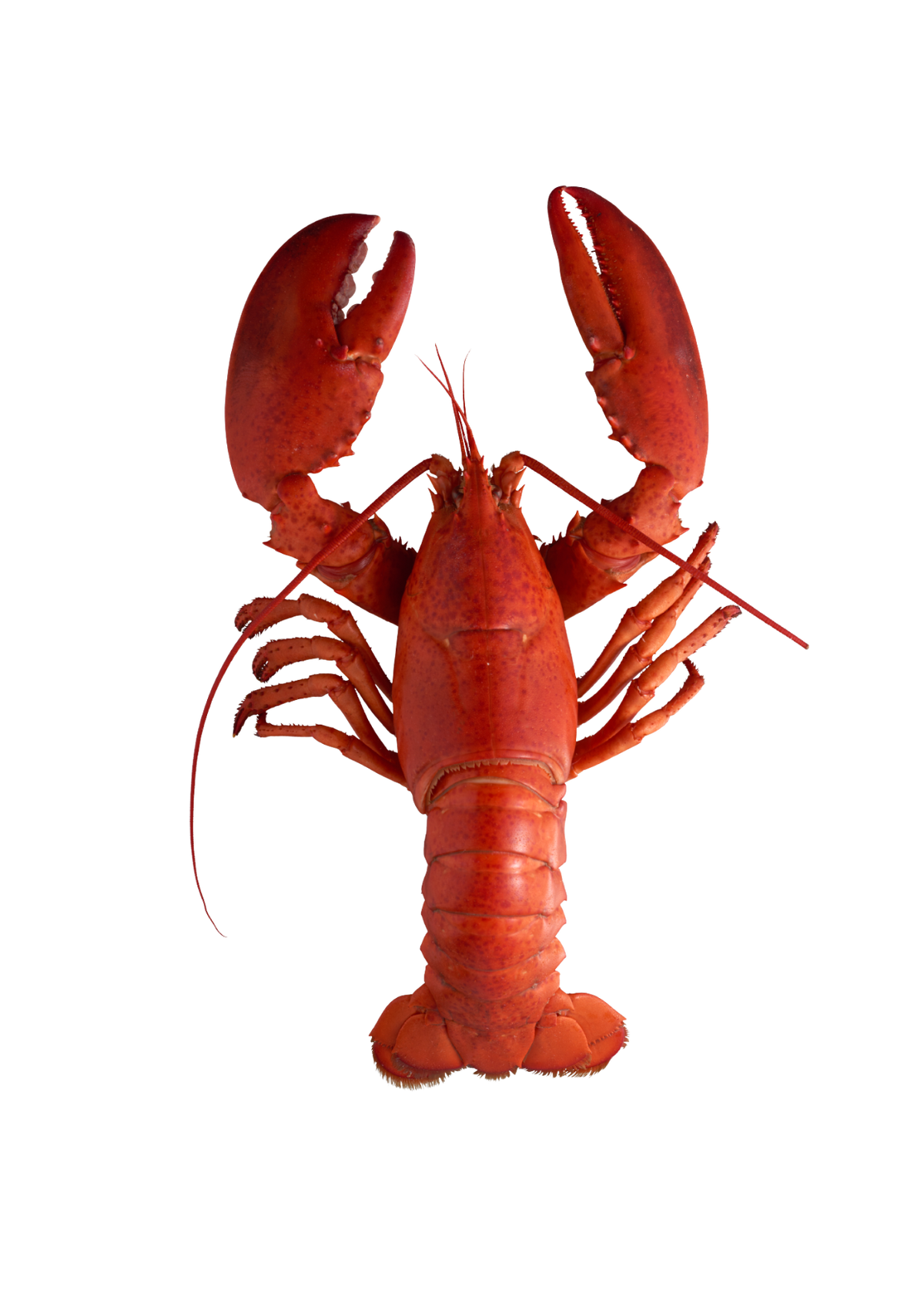 Julekort