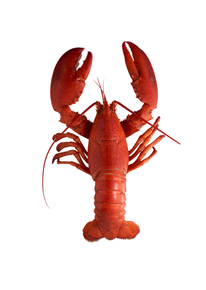 Julekort