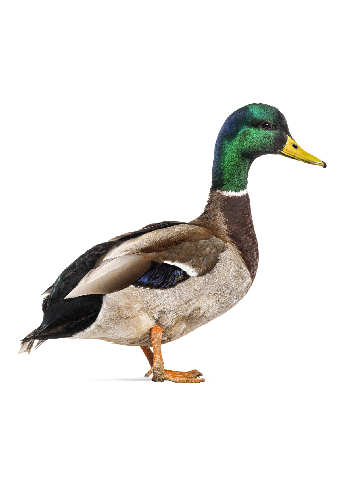 Julekort