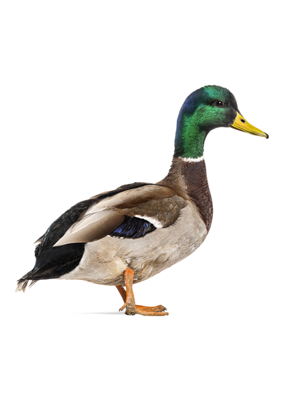 Julekort